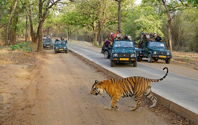Jaipur Ranthambore Same Day Tour